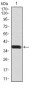 BMP2 Antibody